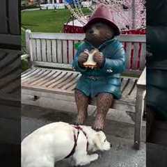 Cute Dog Wants To Eat Paddington's Sandwich 🥹🥪 #Dogs #Paddington #London