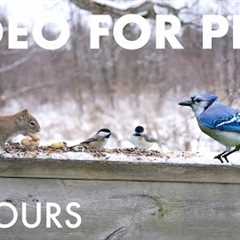 Cat TV for Pets to Watch 🐱 - 10 Hours of Birds and Forest Friends in the Snow - Jan 22, 2026