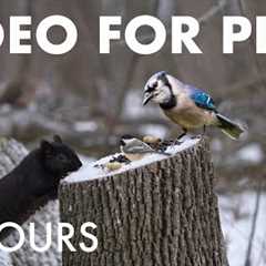 Black Squirrels, Birds and Forest Friends in Falling Snow - 10 Hour Cat TV for Pets - Jan 23, 2026