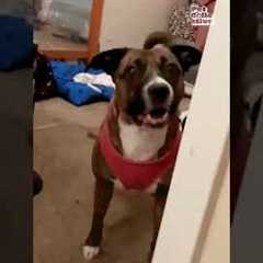 Animals Not Letting Their Human's Leave The House!