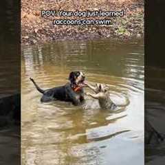 Dog Has Hilarious Encounter With Raccoon