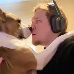 When Your Dogs Catch Owner by Surprise in the Funniest Ways 🤪 Funny Animal Videos 2026