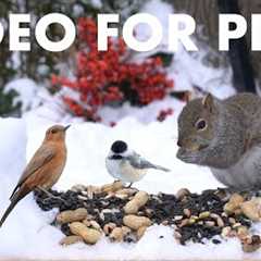 Cat TV for Pets to Watch 🐱 - 10 Hours of Backyard Birds and Squirrels in the Snow - Jan 25, 2026