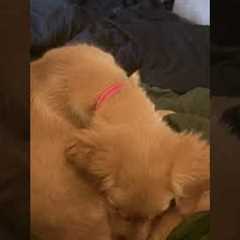 Adorable Puppy Is Shocked By His Own Farts!