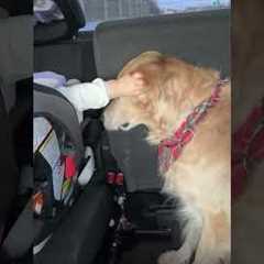 Caught My Child Saying I Love You to Our Golden Retriever in the Car 🥹❤️