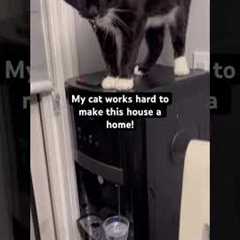 Talented Cat Pours Water For People When Asked
