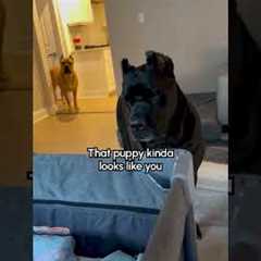 Cane Corso's Have ADORABLE Reaction To New Niece!