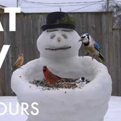 Cat TV for Pets to Watch - 10 Hours of Backyard Birds, Squirrels and Snowmen - Jan 27, 2026