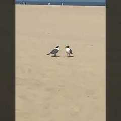 Two Seagulls Hilariously Talk On Beach!