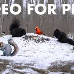 Cat TV for Pets to Watch 🐱 - 10 Hours of Forest Animals in Falling Snow  - Jan 28, 2026