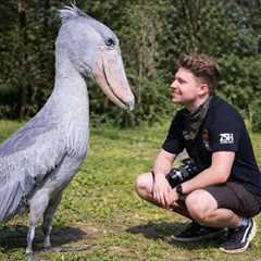 When Animals Face Humans in the Most Ridiculous Ways 😂