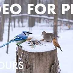 Cat TV for Pets to Watch 🐱 - Doves, Jays, Cardinals and Birds in a Snowy Forest - Jan 29, 2026