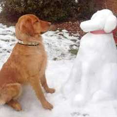 Funny Dogs Facing Their First Winter 🤣 The Funniest Animals Video 2026