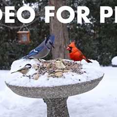 Cat TV for Pets to Watch 🐱 - Jays, Cardinals, Juncos and Animals in the Snow - Jan 30, 2026