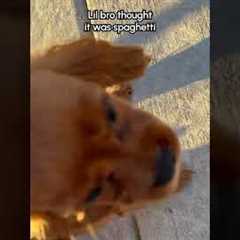 Caught My Puppy Carrying A SNAKE Around!