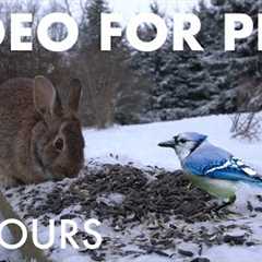 Saturday Morning Cartoons for Pets 🐱 - Cat TV with Rabbits, Birds and Squirrels - Jan 31, 2026