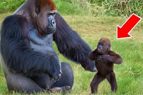 When Gorilla Deserves an Oscar for Best Comedian 🏆😂 Funny Animal Videos