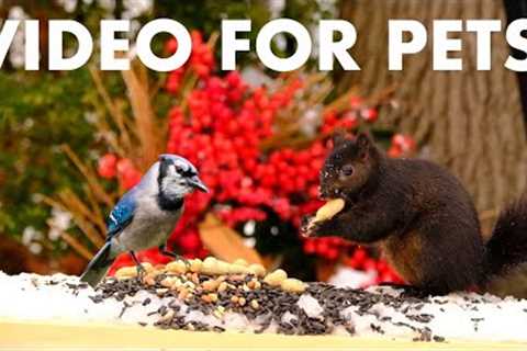 Happy New Years from Handsome Nature! - 10 Hours of Cat TV with Birds and Squirrels - Jan 01, 2026