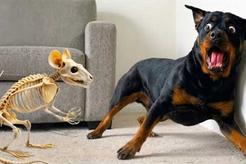 Overdramatic Dogs Who Deserve An Oscar 😁 New Funny Dog Videos