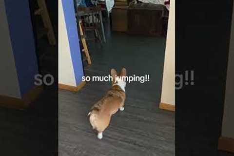 Baby. Goat. Zoomies. 🥹