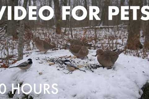 Cat TV for Pets to Watch 🐱 - Mourning Doves, Jays, Squirrels and Forest Friends - Jan 02, 2026