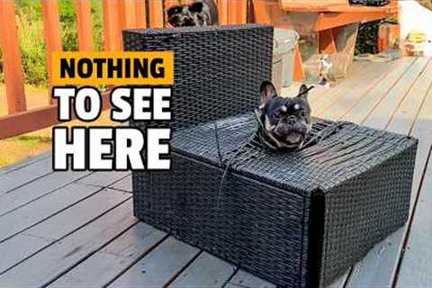 Animals Being Jerks! 💥 | Funniest Animal Videos Ever