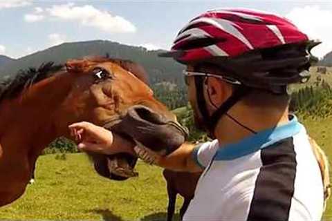 Exploring Crazy Animals Caught Doing Hilarious Things With Human🤣