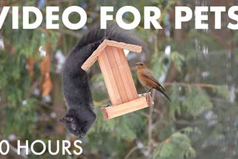 Saturday Morning Cartoons for Pets 🐱 - 10 Hours of Backyard Birds and Squirrels - Jan 03, 2026