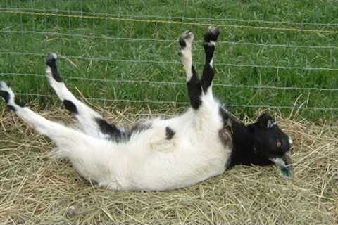 Funniest GOATS of the Year!