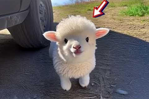 Try Not To Aww With Cute Baby Farm Animals Videos 🤣 Funniest ANIMALS Video