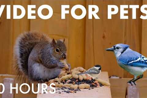 Relaxing Video for Pets and People 🐱 - 10 Hour Cat TV Squirrels in the Snow - Jan 04, 2026