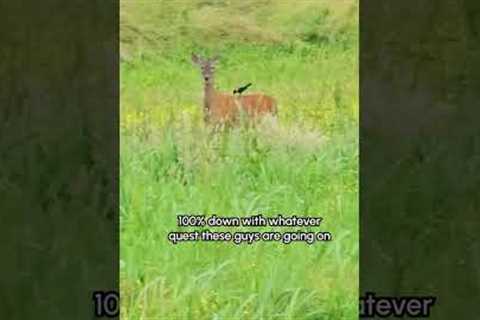 Tiny Bird Rides On The Back Of A Deer