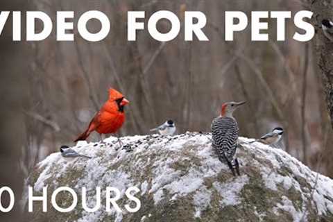 Cat TV for Pets to Watch 🐱 - 10 Hours of Woodpeckers, Cardinals and Forest Friends - Jan 05, 2026