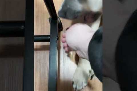 My Dog Makes It IMPOSSIBLE To Build Furniture