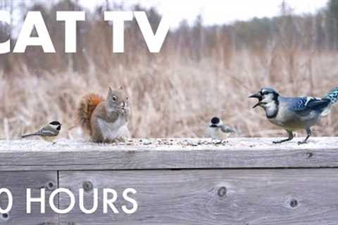 Cat TV for Pets to Watch 🐱 - 10 Hours of Birds and Squirrels in Falling Snow - Jan 06, 2026