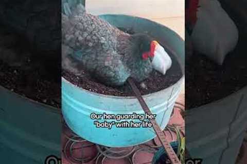 Confused Hen Roosts on Ceramic Duck