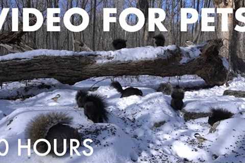 A Scurry of Squirrels in a Winter Wonderland - 10 Hour Cat TV for Pets to Watch 🐱 - Jan 07, 2026