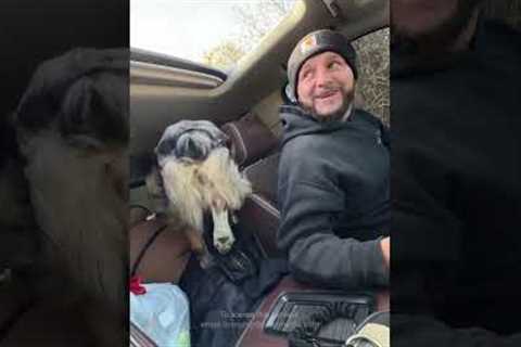 Dog Jumps Into Truck Through Sunroof!