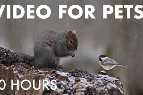 Cat TV for Pets to Watch 🐱  - 10 Hours of Forest Friends in Falling Snow ❄ - Jan 08, 2026