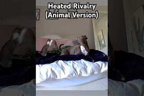 The cat is Ilia and the dog is Shane 🤣💥#pitbull #cat #HeatedRivalry #Netflix