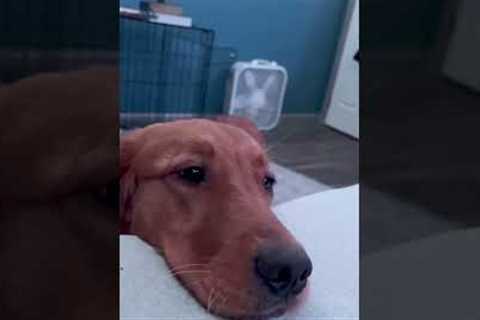 POV: your the ball while playing hungry hungry hippos #dog #funnydog