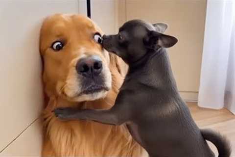 The Funniest Dog on the Planet 😂🐶 Funny Animal Video