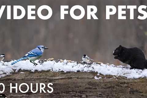 Cat TV for Pets to Watch 🐱 - 10 Hours of Birds and Squirrels in a Snowy Forest - Jan 11, 2026