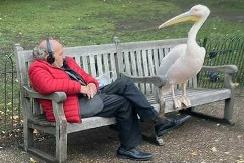 When Animals Catch Humans by Surprise in the Funniest Ways 🤪 Funny Animal Videos 2025