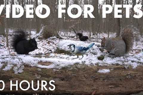 Woodpeckers, Jays, Squirrels and Forest Friends - 10 Hour Cat TV for Pets to Watch 🐱 - Jan 12, 2027