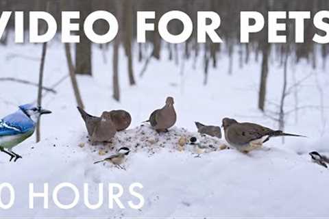 Cat TV for Pets to Watch 🐱 - Birds, Squirrels and Forest Friends in the Snow - Jan 13, 2026