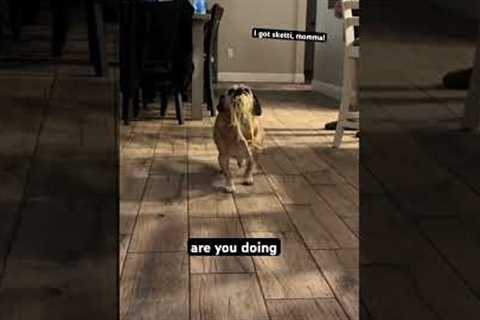 Pug Trots Around House With Stolen Spaghetti