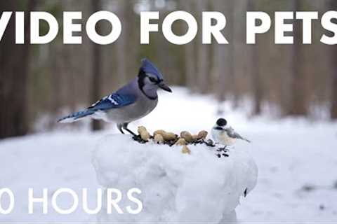 Blue Jays, Red Squirrels and Forest Friends in the Snow - 10 Hour Cat TV for Pets 🐱 - Jan 15, 2026