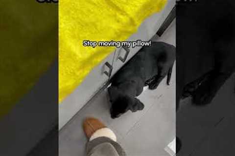 Black Lab Puppy Doesn't Believe In Personal Space 😂 #Dog #Puppy #Labrador