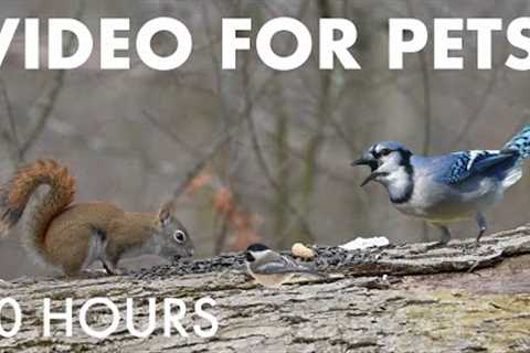 Cat TV for Pets to Watch 🐱 - 10 Hours of Red Squirrels, Birds and Forest Friends - Jan 16, 2026